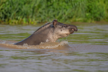 Fototapeta premium Brazilian Tapir lunging out of the water in the Pantanal