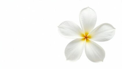 Single white flower isolated on pure white background , summer, macro, floral