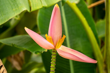 pink and yellow tulip