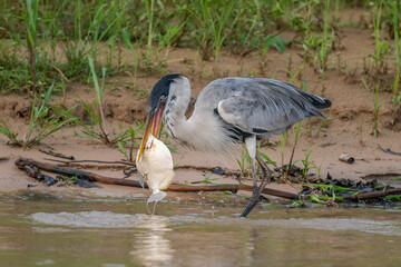 Cocoi Heron with a captured Piranha in its beak