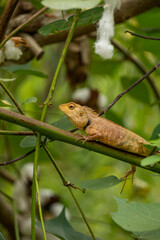 lizard on a tree