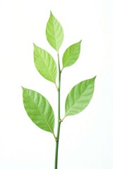 Small green plant with delicate leaves isolated on white background, white, isolated