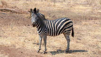 Solitary wild plains Zebra looking at camera in Africa