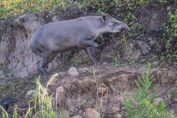 Brazilian Tapir in the Pantanal