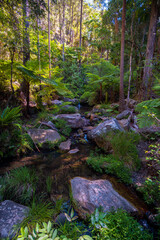 Ftream in the forest