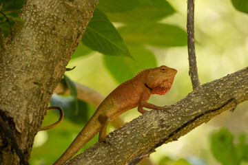 lizard on tree