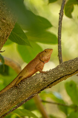 lizard on a tree