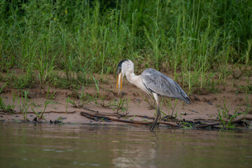 Cocoi Heron with a captured Piranha in its beak