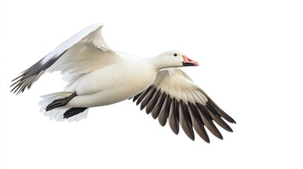 Fototapeta premium Snow Goose isolated on white background