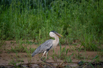 Fototapeta premium Cocoi Heron with a captured Piranha in its beak