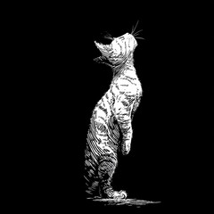 Charming cat displaying its playful nature by standing on its hind legs with a curious expression and lively stance