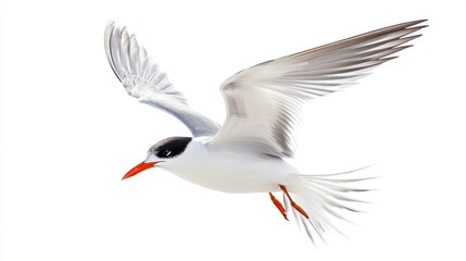 Obraz premium Tern isolated on white background