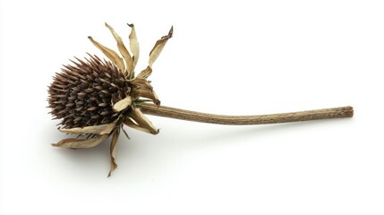 Tennessee Coneflower (Echinacea tennesseensis) isolated on white background