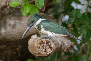 Amazon Kingfisher