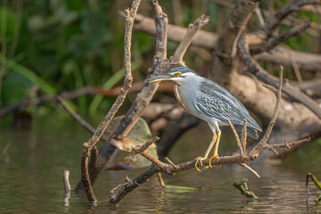 Striated Heron in the Pantanal