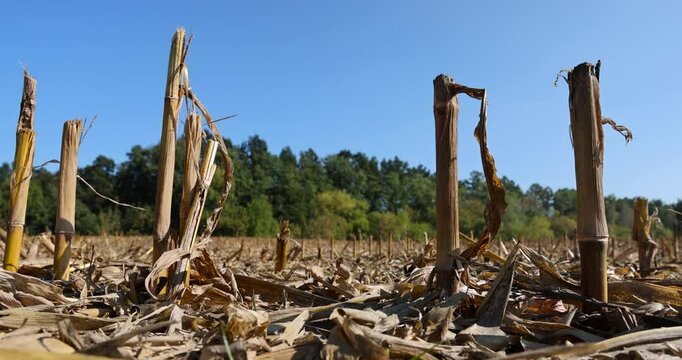 dry stubble left after the corn harvest in the autumn season, tall thick and very hard corn stubble in an agricultural field, blue sky