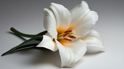 Obraz premium Elegant White Lily Flower Closeup Studio Shot.