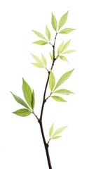 Fototapeta premium Delicate branches with leaves isolated on white background, simple, isolated nature, white background