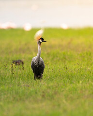 grey crowned crane in the savannah