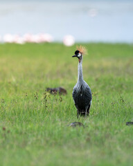 grey crowned crane in the savannah