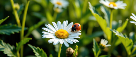 Ladybug Resting on White Daisy Petals: A Delightful Encounter in Nature.advertisement, banner, card,copy text space.Generated by AI.
