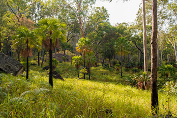 Tropical forest with palm trees