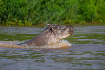 Fototapeta premium Brazilian Tapir lunging out of the water in the Pantanal