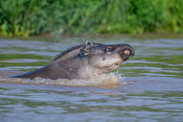Brazilian Tapir lunging out of the water in the Pantanal