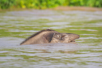 Brazilian Tapir in a river