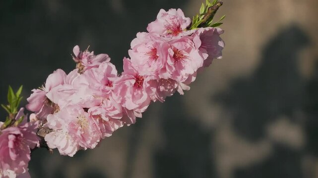 Tokyo,Japan - April 5, 2025: Closeup of Hana peach or Flowering Peach of Prunus persica  hanamomo
