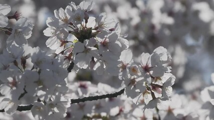Tokyo, Japan - April 5, 2025:  Cherry blossoms in full bloom in the morning