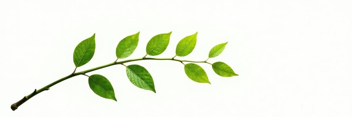 Fototapeta premium A curved branch with leaves against a white background, branch, clean