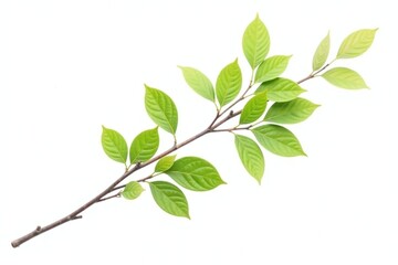 Obraz premium A single bare branch with leafy foliage on white background, leafy branch, branch with leaves, bare branch with greenery white background isolated
