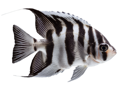 A zebra danio with striking black and white stripes, isolated on a soft