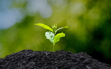 Young seedling with green leaves on growing soil pile on natural green bokeh background. Concept of environmental conservation.
