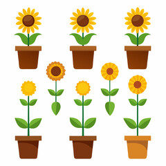 yellow flowers in pots