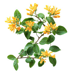 Honeysuckle Vine Flower Isolated on Transparent Background