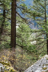 fallen leaves in autumn forest deciduous and coniferous trees