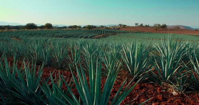 The camera pans across a wide agave field in rural Mexico. Rows of blue-green plants extend toward the horizon, contrasting with the red soil under a bright sky and soft natural light.