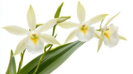 Darwinâ€™s Orchid (Angraecum sesquipedale) isolated on white background