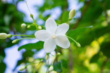 beautiful white flower on tree in the garden