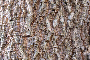 Old tree bark texture close up background