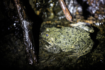 Mottled Frog on Wet Rock with Dark Background