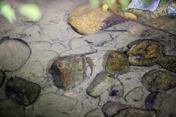 Hong Kong Newt in Shallow River with Ripples