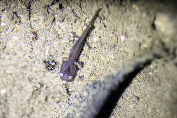 Hong Kong Newt Larva in River Habitat