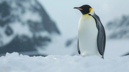 Fototapeta premium Emperor Penguin isolated on white background