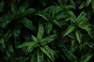 high contrast tropical plant background	