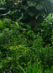 Fototapeta premium high contrast tropical plant background 
