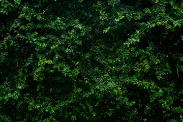 high contrast tropical plant background	