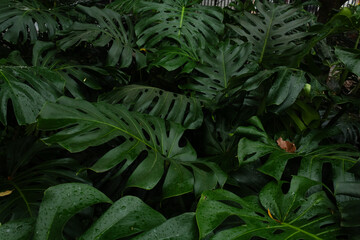 high contrast tropical plant background	